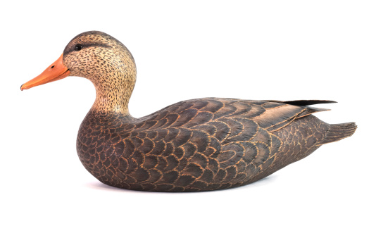 Hand carved and painted wooden black duck decoy in isolated white background