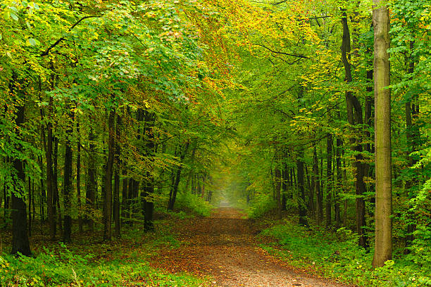 Dirt Road through Mixed Deciduous Forest in Early Autumn