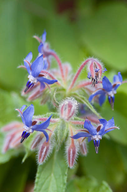 istock Borage Flowers, Borago officinalis 182417249