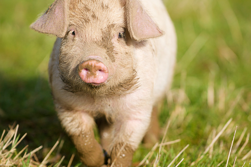 Close-up of a cute muddy piglet running around outdoors on the farm. Ideal image for organic farming / freedom food / locally sourced ethical  meat etc