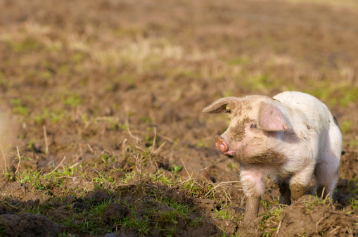 Close-up of a cute muddy piglet running around outdoors on the farm. Ideal image for organic farming / freedom food / locally sourced ethical meat etc. Ideal space for copy on the left of image