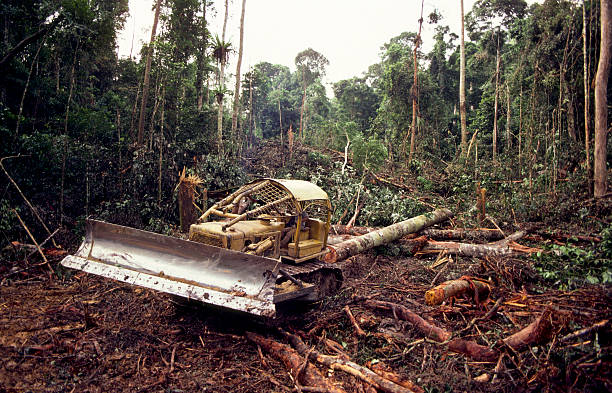 industrie du bois - deforestation photos et images de collection