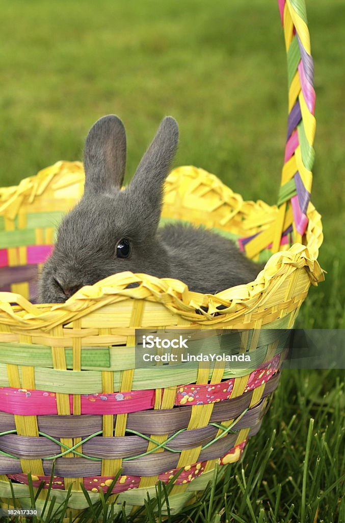 Conejo de pascua en cesta - Foto de stock de Aire libre libre de derechos