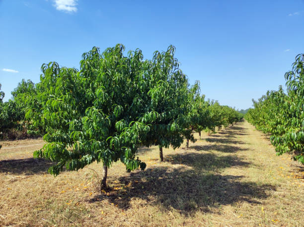 istock peach orchard with green trees in sunlight 1824173632