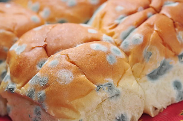 Moldy Bread Rolls stock photo