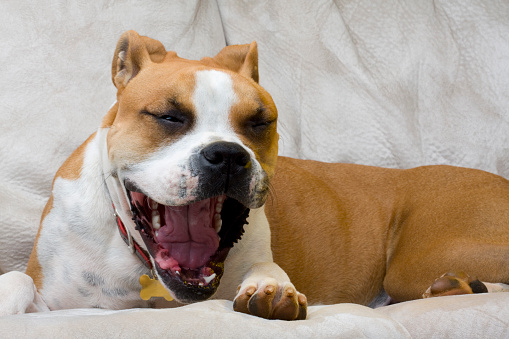 A boxer dog with his mouth wide open while yawning, looks like he's yelling or laughing at something funny.