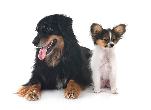 purebred Hovawart and papillon dog in front of white background