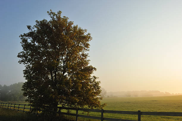 istock Single tree and fence in golden summer light 182417739