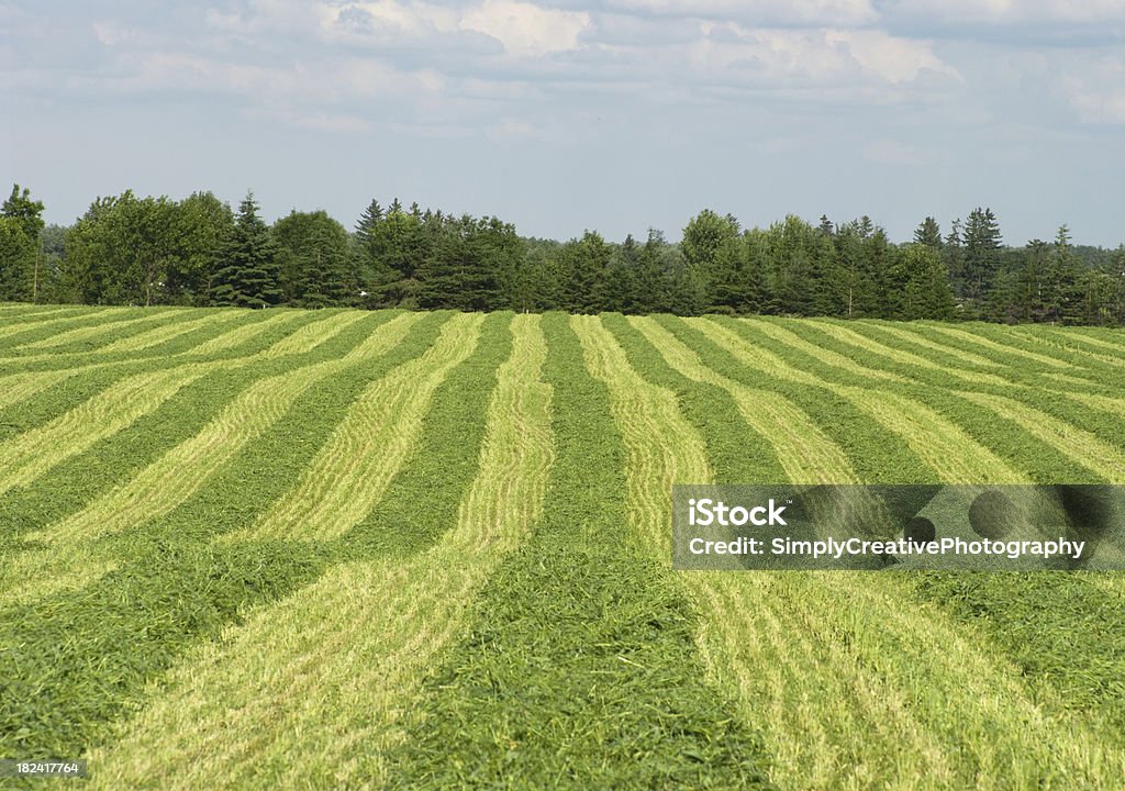 Frisch geschnittenes Heufelder - Lizenzfrei Heu Stock-Foto