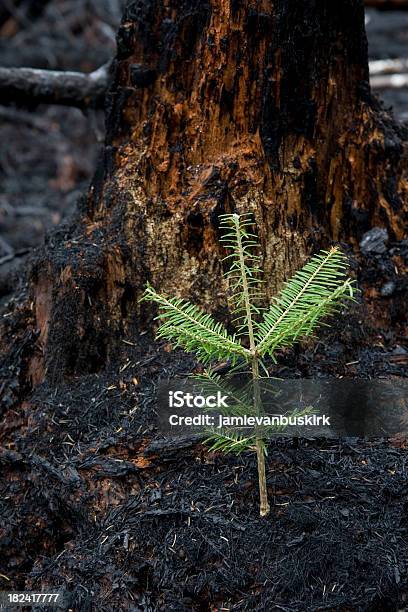 Foto de Árvore Que Cresce Depois De Incêndio Florestal e mais fotos de stock de Danificado - Danificado, Fogo, Anti-higiênico