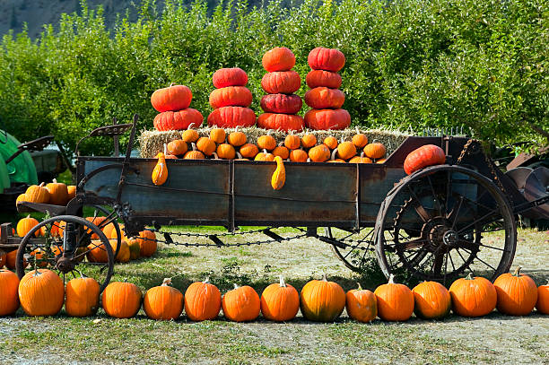 istock pumpkin halloween thanksgiving okanagan valley british columbia 182417803