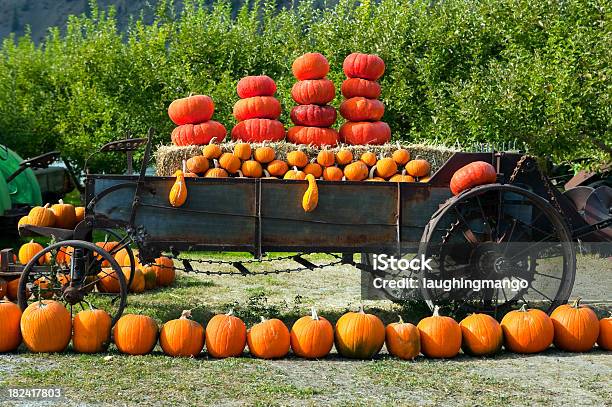 Foto de Dia De Ação De Graças Abóboras De Halloween Okanagan Valley Colúmbia Britânica e mais fotos de stock de Plantação de Abóboras