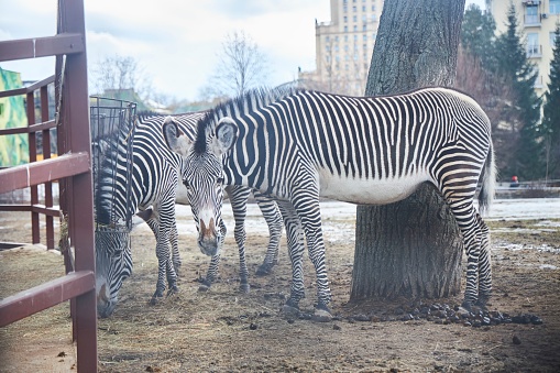 Zebra in the zoo. Rare animals. The animal world of our planet