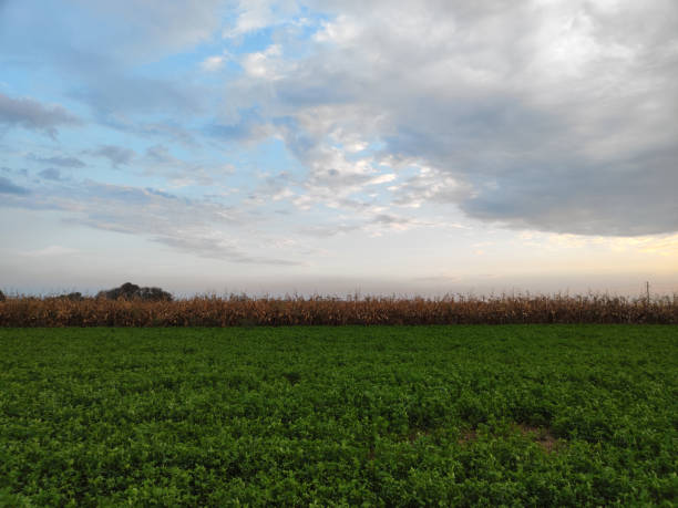 istock rural landscape in Vojvodina with cloudy sky 1824180626