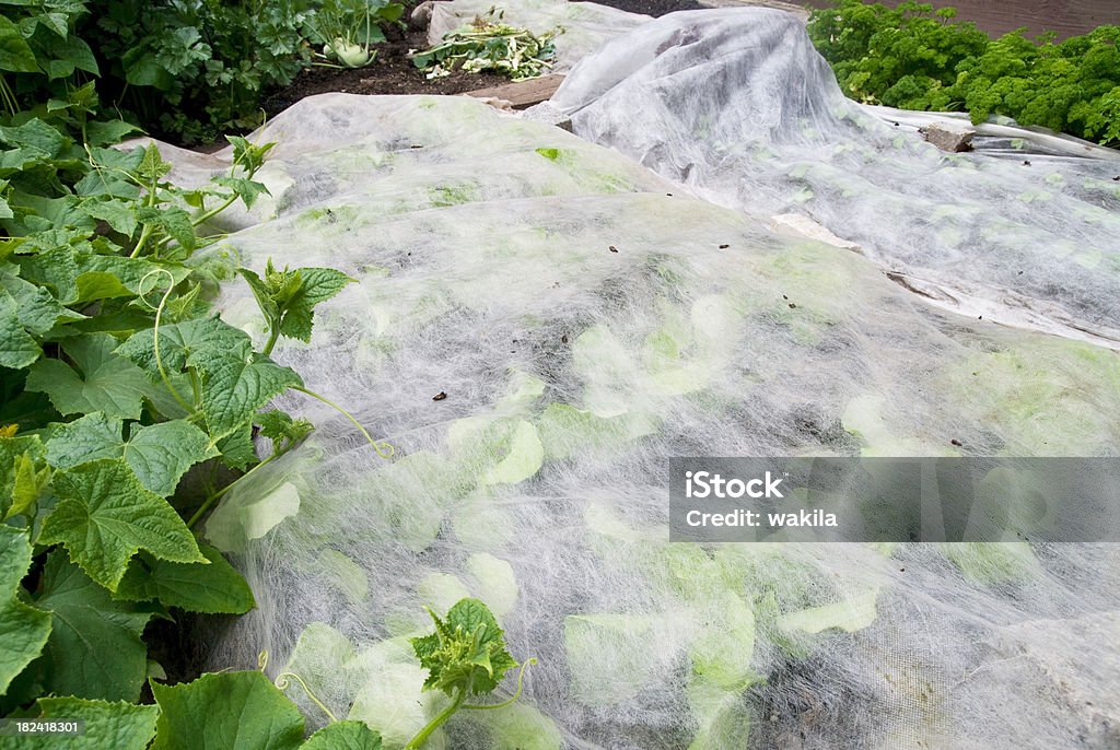 Protegido Legumes de Granizoweather condition - Royalty-free Cobrir Foto de stock