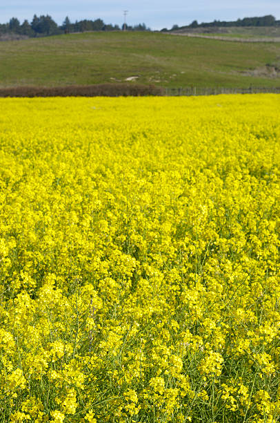 istock Field of Wild Mustard Wildflowers 182418464