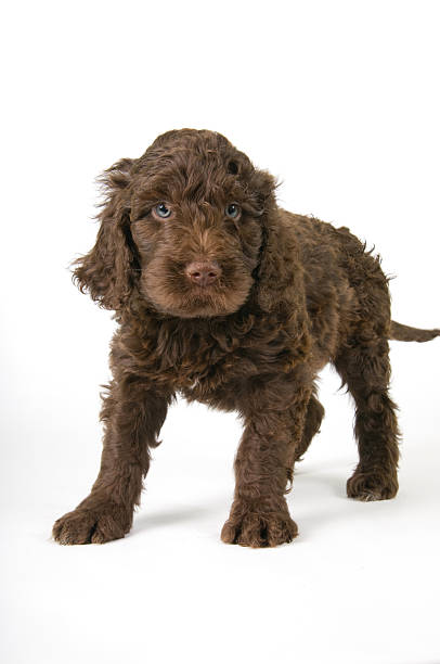 istock Brown Barbet Puppy 182418697