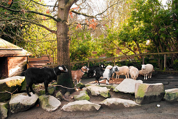 Sheep and goats outside at a petting zoo.