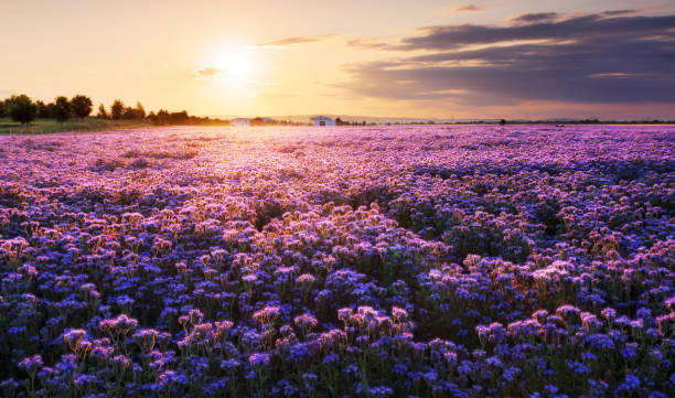 Free Stock Photo of Field of Purple Flowers Under the Sun | Download ...