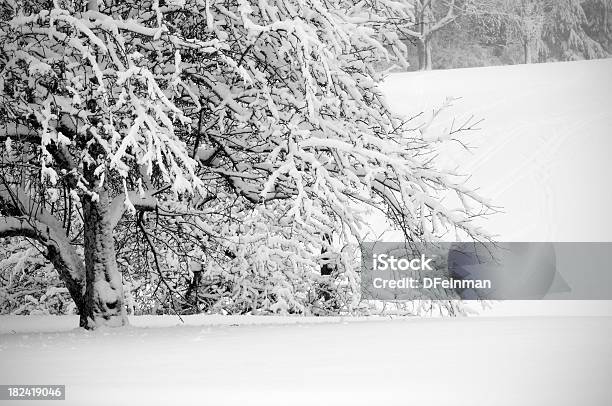 Świeżego Śniegu Na Drzewa - zdjęcia stockowe i więcej obrazów Bez ludzi - Bez ludzi, Bezlistne drzewo, Chłodny