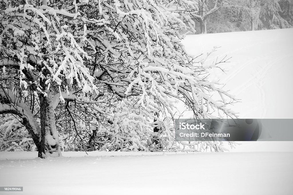Neve fresca em árvores - Foto de stock de Cena de tranquilidade royalty-free