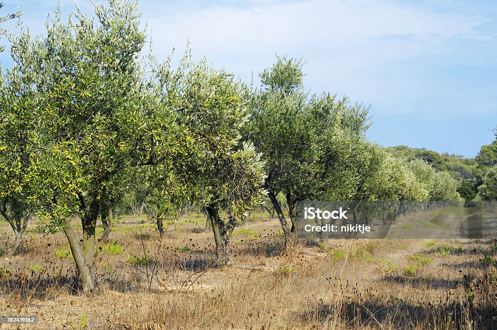 Olive trees "Olive grove on Porquerolles, an island in south of France." Agriculture Stock Photo