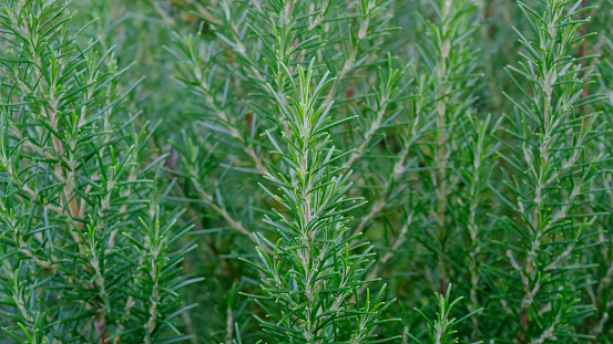 Close-up rosemary leaves in autumn