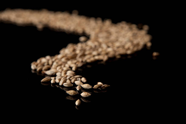 istock Malted Barley waiting to be made into beer 182419319