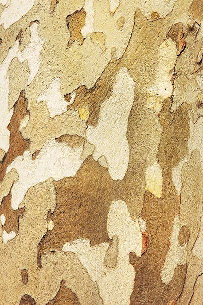 platanus occidentalis американский явор bark - arizona sycamore стоковые фото и изображения