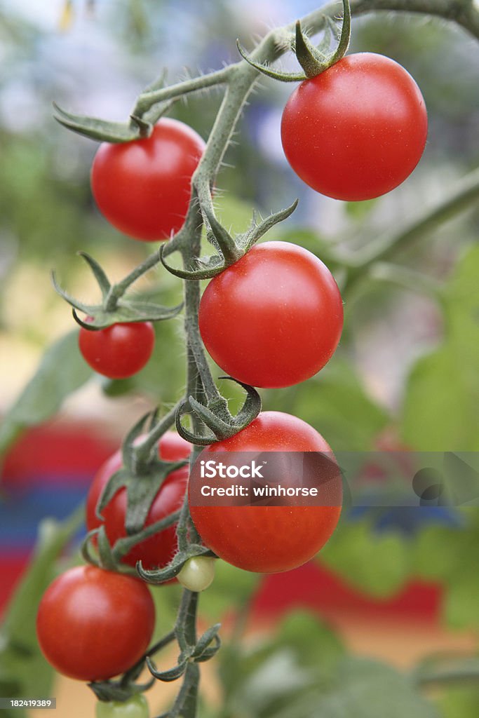 Frischen Tomaten - Lizenzfrei Kirschtomate Stock-Foto