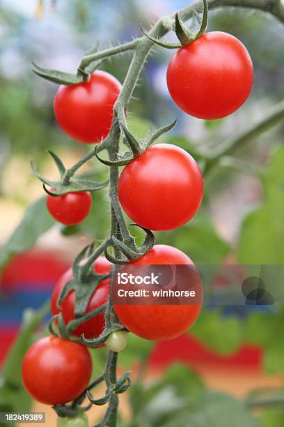 Frischen Tomaten Stockfoto und mehr Bilder von Kirschtomate - Kirschtomate, Rankenpflanze, Rot