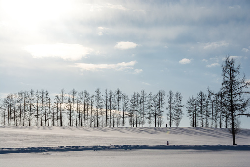 Larch trees on the snowy hills with the sun