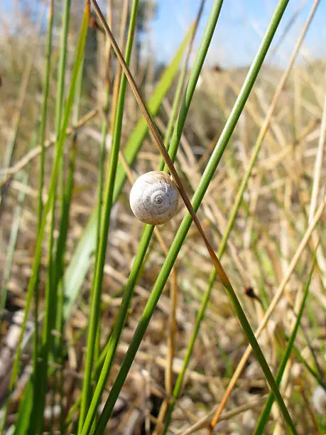 Snail on the grass