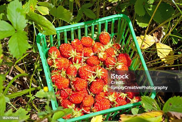 Wild Fresas Foto de stock y más banco de imágenes de Alimento - Alimento, Color - Tipo de imagen, Comidas y bebidas