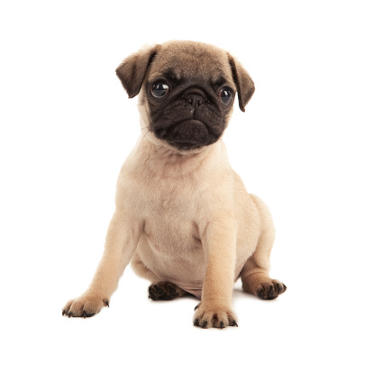 Pug puppy in front of white background and facing the camera.