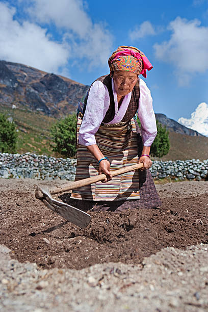 istock Nepali woman working in the field 182419568