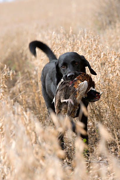noir lab aller chercher un faisan de colchide. - pheasant hunting feather game shooting photos et images de collection
