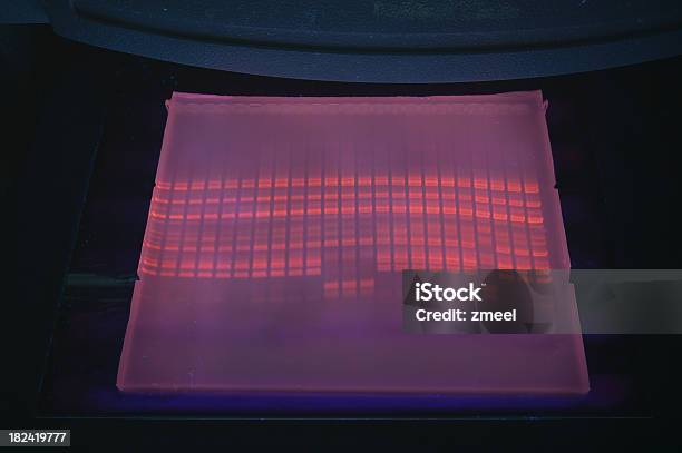 Fragmento De Dna Análise - Fotografias de stock e mais imagens de ADN - ADN, Luz Ultravioleta - Eletromagnético, Eletroforese