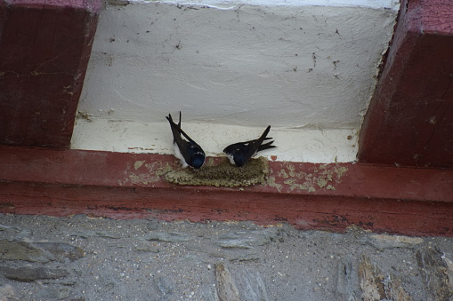 Injured Pigeon Lying Down on a Wall