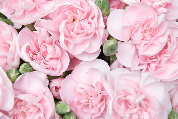 Full frame bouquet of fresh pink peonies with green buds