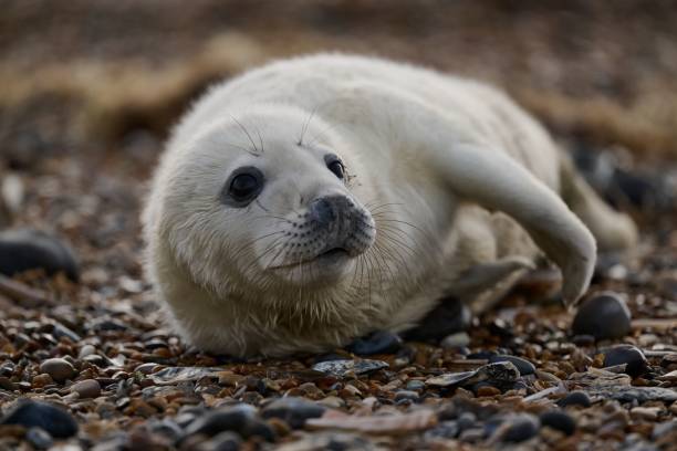 istock Adorable baby seal perched atop a rocky landscape. 1824201564