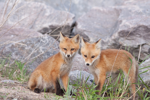 Wild red fox pups