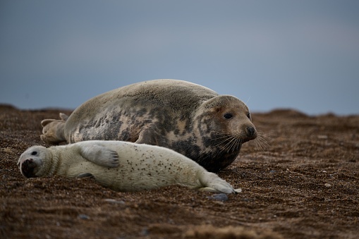 A close-up shot of a seal and its pup snuggling together in the grass on a hillside.