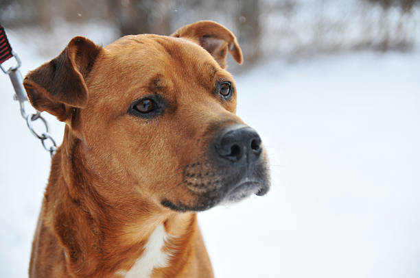 Thai domestic dog sit and wait for further command