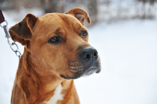 Close-up orange coloured mix breed dog outdoors in the snow.
