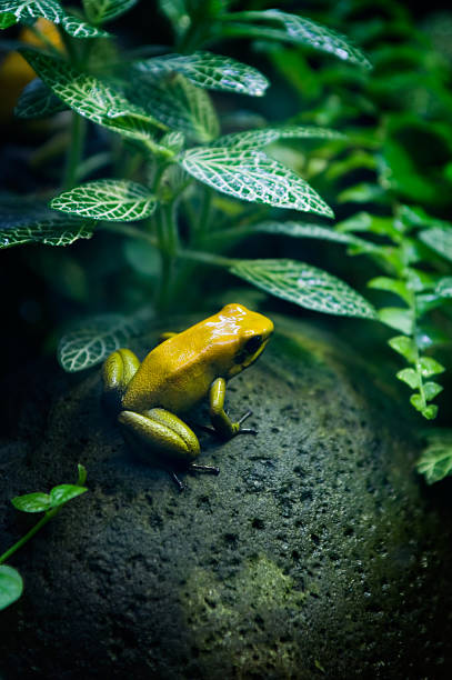 201 Yellow Frogs In Stone Stock Photos, Pictures & Royalty-Free Images -  iStock
