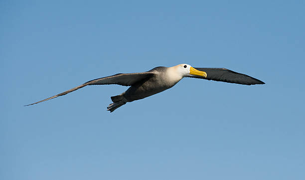 albatro marezzato in galapagos - albatross foto e immagini stock