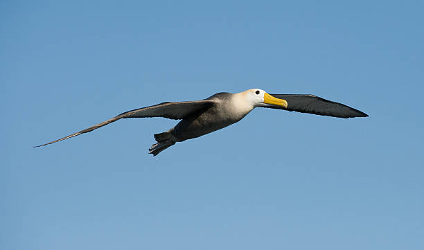 albatroz-das-galápagos no galápagos - albatross imagens e fotografias de stock