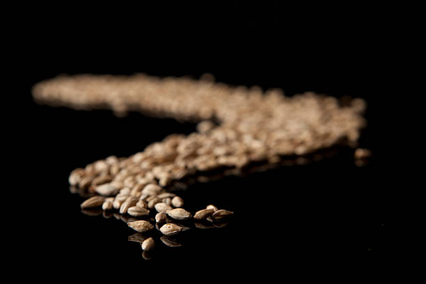 istock Malted Barley waiting to be made into beer 182420688