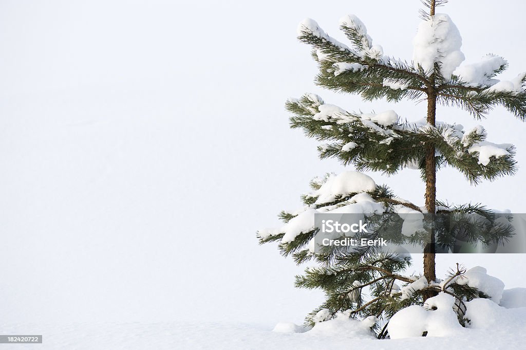 Lonely jovem pine tree na neve - Foto de stock de Branco royalty-free